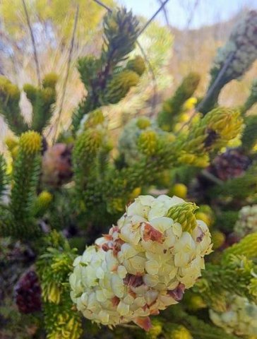Erica sessiliflora pale fruits